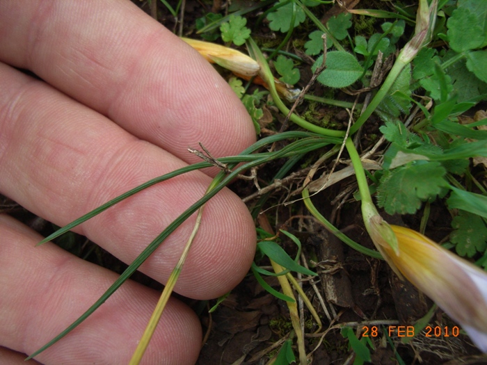 Romulea bulbocodium